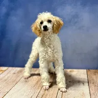 AKC Female, TEXT 520-254-7407, a female Poodle - Miniature  for sale in Casa Grande, AZ – 9 of 10