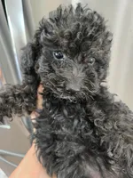AKC Black Female, a female Poodle - Miniature  for sale in Casa Grande, AZ – 1 of 8