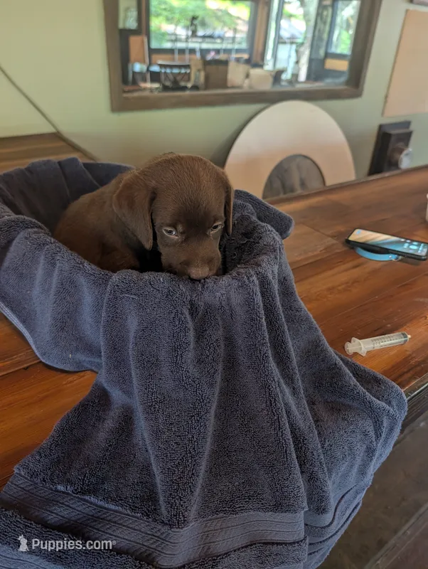 Loki  – Labrador Retriever puppy for sale in Madison, FL