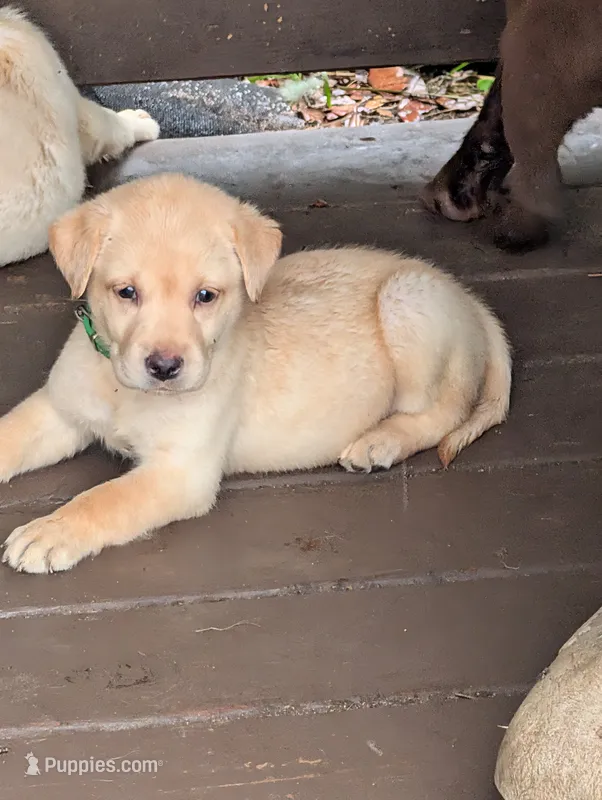 Dutchess – Labrador Retriever puppy for sale in Madison, FL