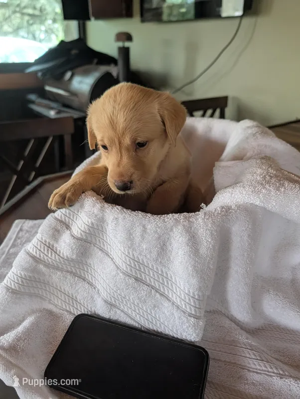 Belle – Labrador Retriever puppy for sale in Madison, FL
