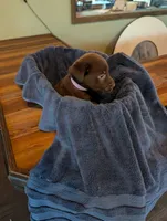 Mocha , a female Labrador Retriever for sale in Madison, FL – 4 of 4