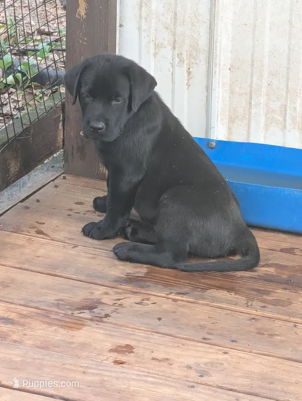 Ash  – Labrador Retriever puppy for sale in Madison, FL
