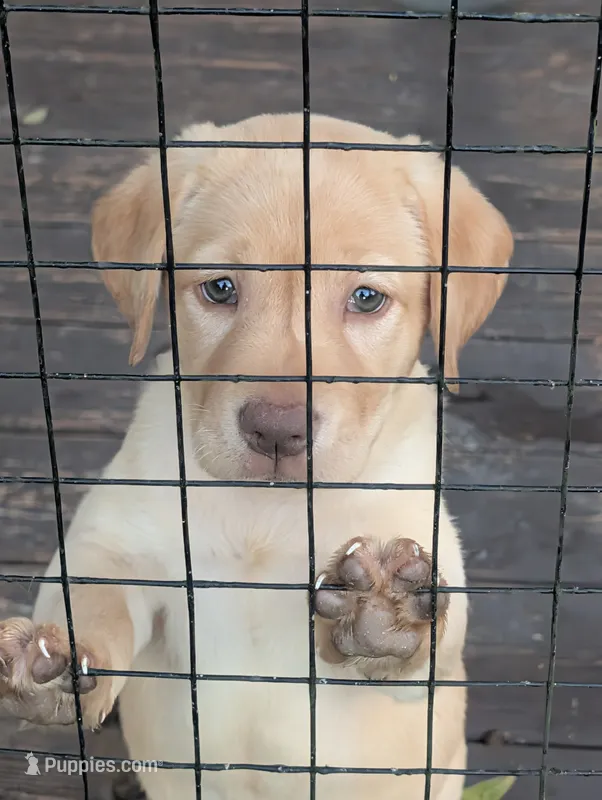 Dutchess – Labrador Retriever puppy for sale in Madison, FL