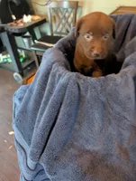 Mocha , a female Labrador Retriever for sale in Madison, FL – 3 of 4
