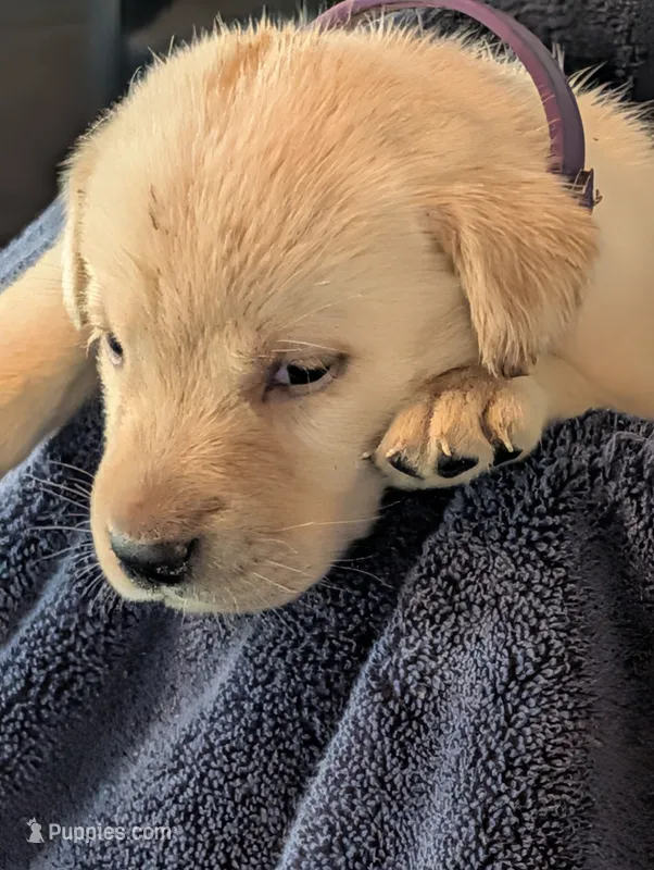 Dutchess – Labrador Retriever puppy for sale in Madison, FL