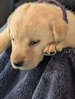 Dutchess, a female Labrador Retriever for sale in Madison, FL – 1 of 1