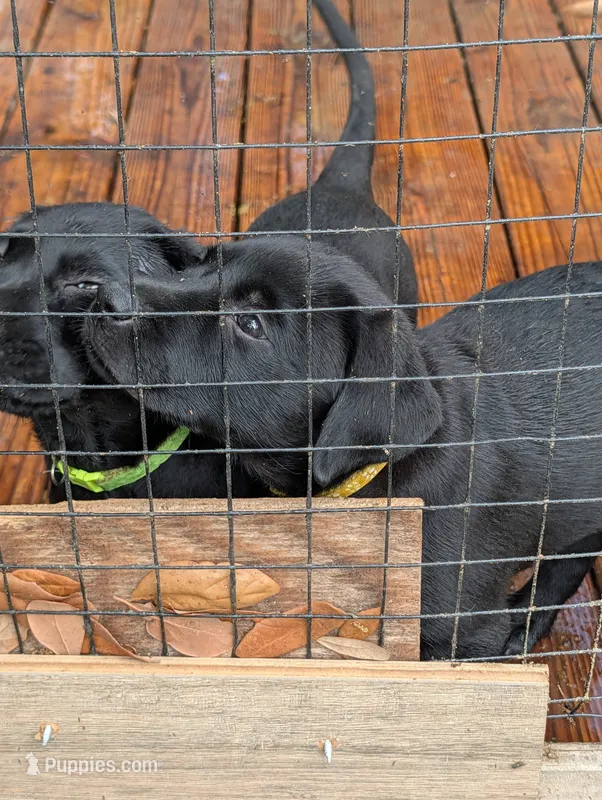 Ash  – Labrador Retriever puppy for sale in Madison, FL