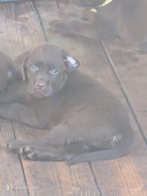 Gunner – Labrador Retriever puppy for sale in Madison, FL