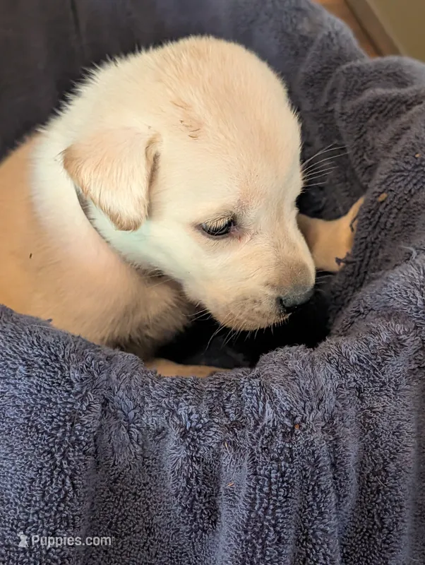Blitz – Labrador Retriever puppy for sale in Madison, FL