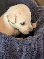 Blitz, a male Labrador Retriever for sale in Madison, FL – 1 of 2
