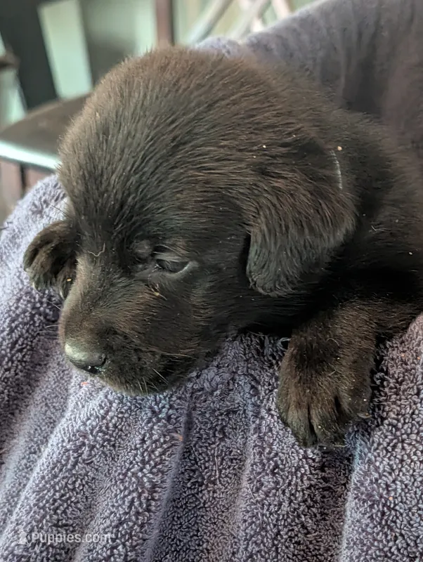 Ace – Labrador Retriever puppy for sale in Madison, FL