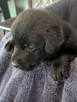 Ace, a male Labrador Retriever for sale in Madison, FL – 1 of 2
