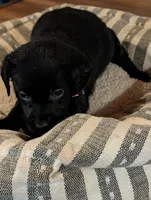 Ash, a female Labrador Retriever for sale in Madison, FL – 1 of 1