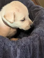 Blitz, a male Labrador Retriever for sale in Madison, FL – 2 of 2