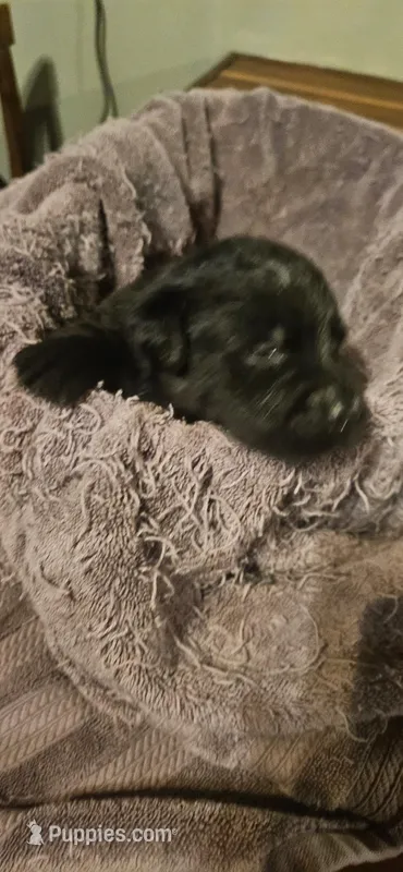 Ash, a female Labrador Retriever for sale in Madison, FL – Photo 1 of 1