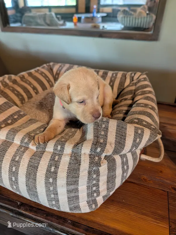 Dutchess – Labrador Retriever puppy for sale in Madison, FL