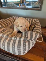Dutchess, a female Labrador Retriever for sale in Madison, FL – 1 of 1