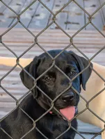 Ash , a female Labrador Retriever for sale in Madison, FL – 2 of 2