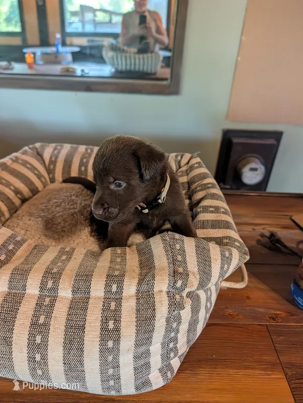 Loki – Labrador Retriever puppy for sale in Madison, FL