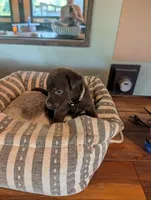 Loki, a male Labrador Retriever for sale in Madison, FL – 1 of 1