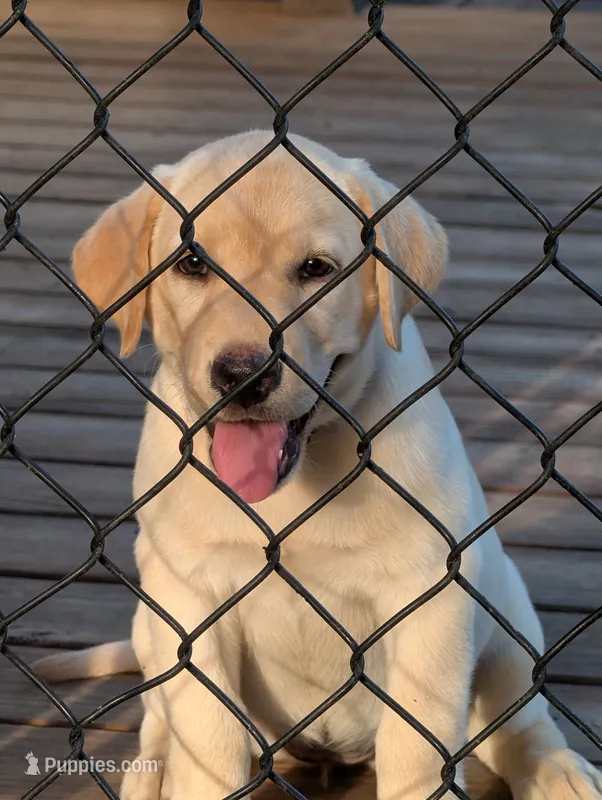 Dutchess – Labrador Retriever puppy for sale in Madison, FL