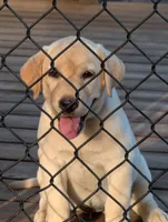 Dutchess, a female Labrador Retriever for sale in Madison, FL – 1 of 1
