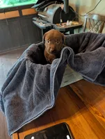 Mocha , a female Labrador Retriever for sale in Madison, FL – 2 of 4