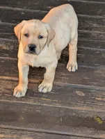 Belle, a female Labrador Retriever for sale in Madison, FL – Photo 2 of 2