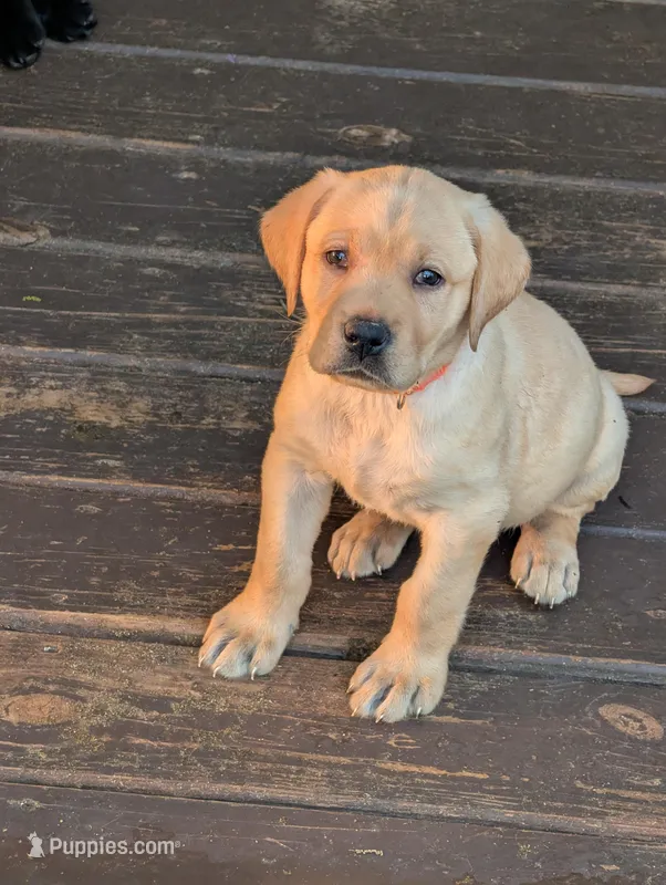 Belle – Labrador Retriever puppy for sale in Madison, FL