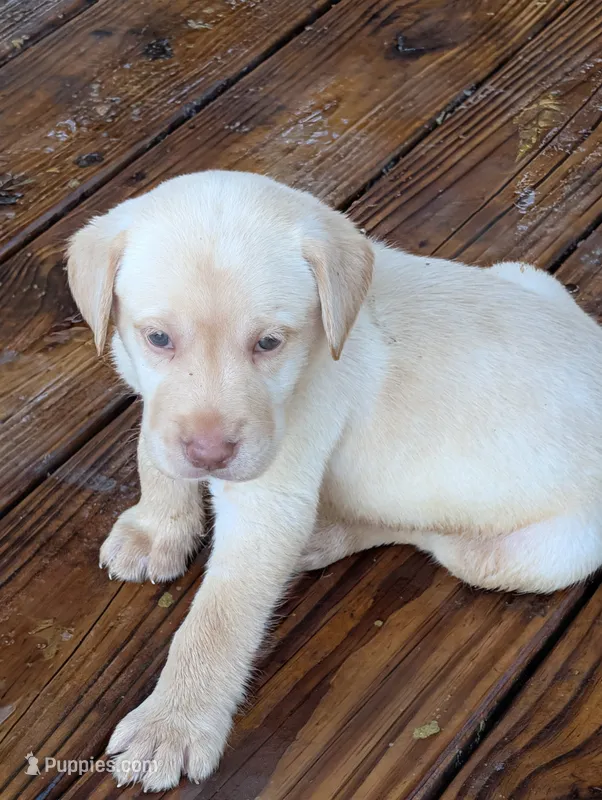 Blitz  – Labrador Retriever puppy for sale in Madison, FL