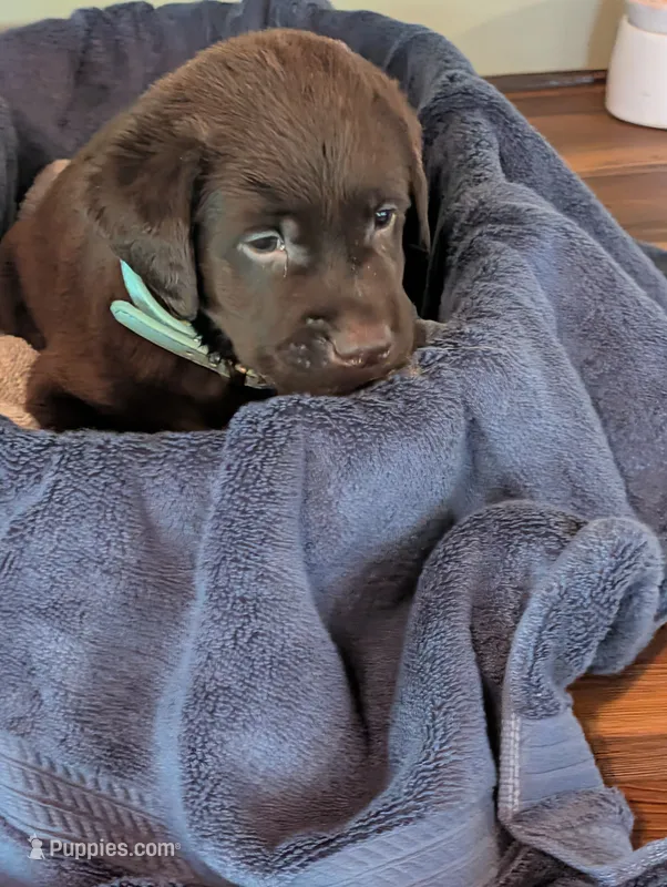 Gunner – Labrador Retriever puppy for sale in Madison, FL