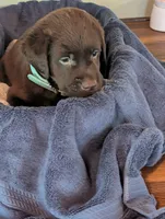 Gunner, a male Labrador Retriever for sale in Madison, FL – 1 of 1