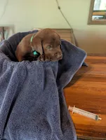 Mocha , a female Labrador Retriever for sale in Madison, FL – 2 of 2