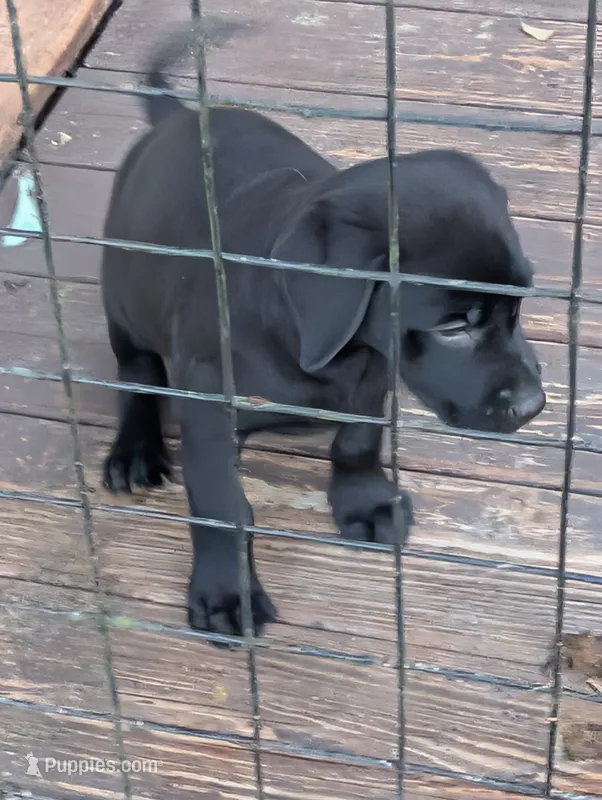 Ash – Labrador Retriever puppy for sale in Madison, FL