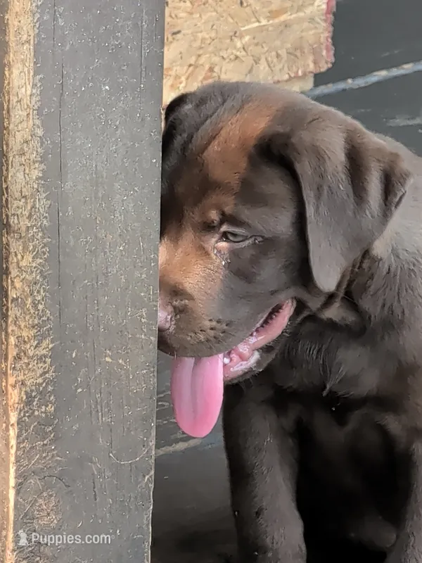 Loki  – Labrador Retriever puppy for sale in Madison, FL