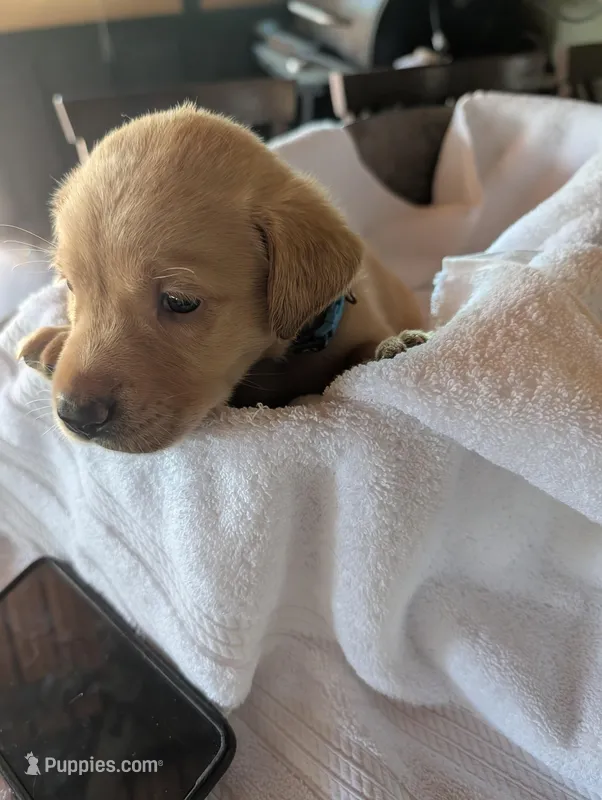 Blitz  – Labrador Retriever puppy for sale in Madison, FL