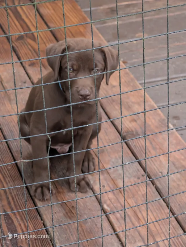 Jake  – Labrador Retriever puppy for sale in Madison, FL