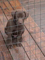 Jake , a male Labrador Retriever for sale in Madison, FL – 1 of 1