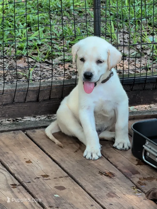 Blitz – Labrador Retriever puppy for sale in Madison, FL