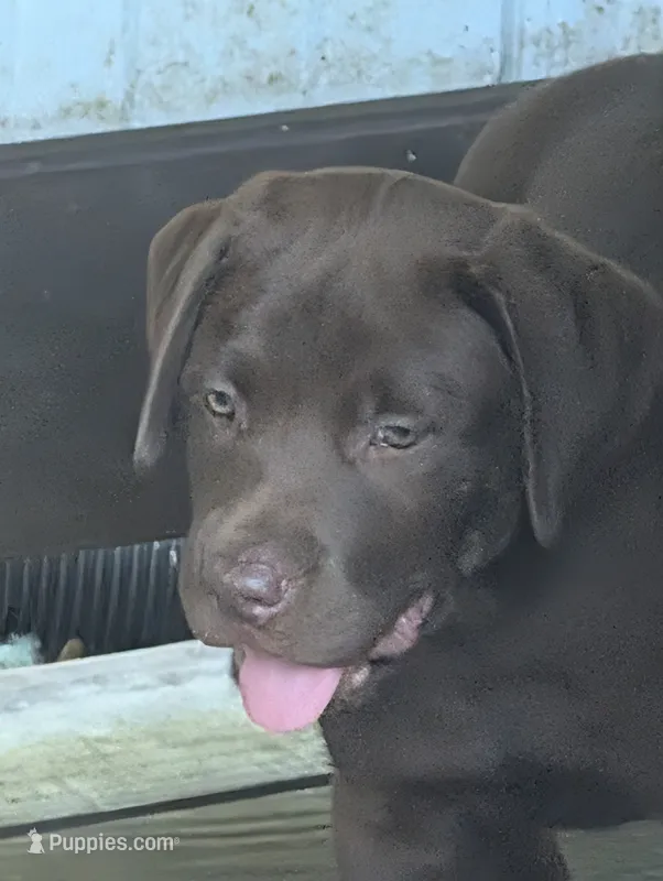 Loki  – Labrador Retriever puppy for sale in Madison, FL