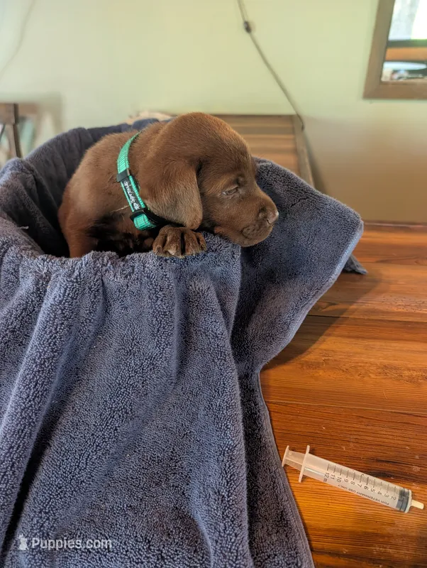 Mocha  – Labrador Retriever puppy for sale in Madison, FL