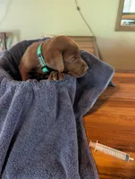 Mocha , a female Labrador Retriever for sale in Madison, FL – 1 of 2