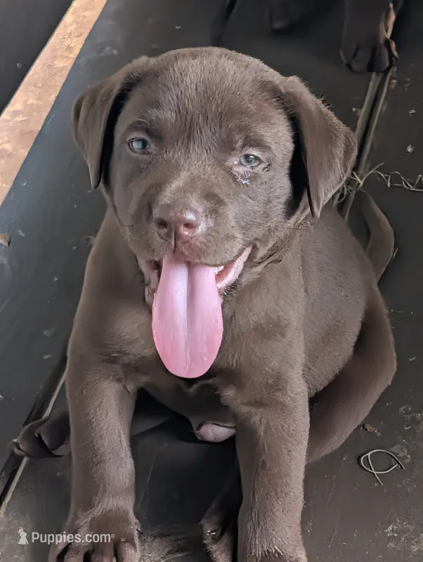 Loki  – Labrador Retriever puppy for sale in Madison, FL