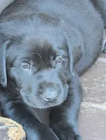 Ash , a female Labrador Retriever for sale in Madison, FL – Photo 2 of 2