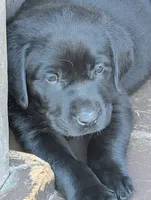 Ash , a female Labrador Retriever for sale in Madison, FL – Photo 1 of 2