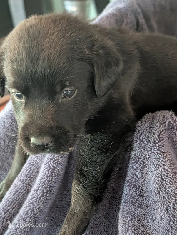 Ash  – Labrador Retriever puppy for sale in Madison, FL