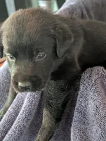 Ash , a female Labrador Retriever for sale in Madison, FL – 1 of 1