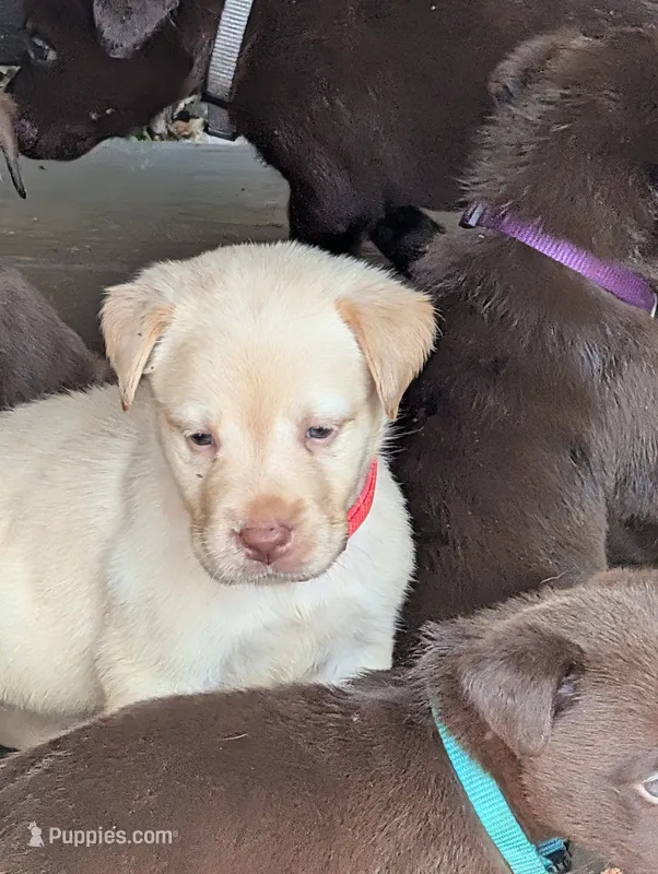 Dutchess – Labrador Retriever puppy for sale in Madison, FL