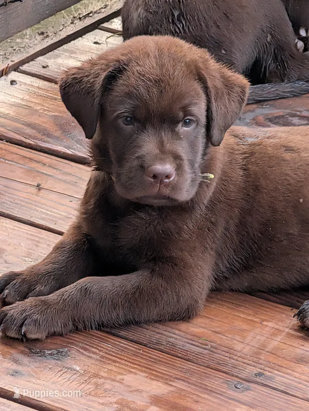 Blitz  – Labrador Retriever puppy for sale in Madison, FL